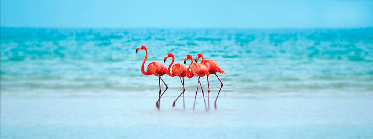 http://karmatrails.com/wp-content/uploads/2020/04/Flamingos-rosados-holbox.jpg