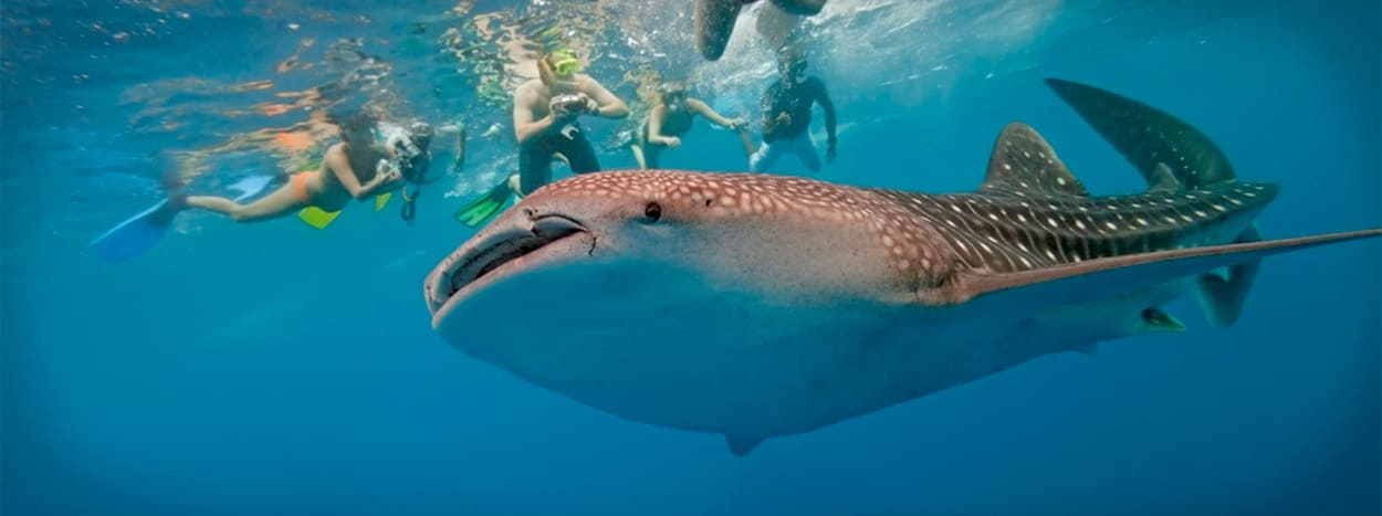http://karmatrails.com/wp-content/uploads/2020/04/swim-with-whale-shark.jpg