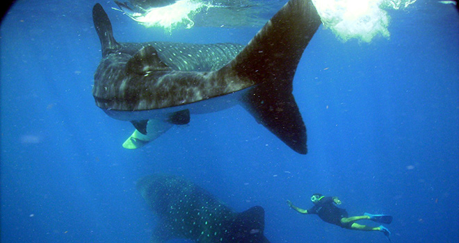 Swim with whale sharks - Mexico